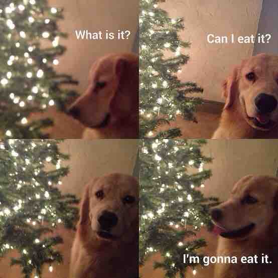 What Are You're Pets Really Thinking This Holiday Season?