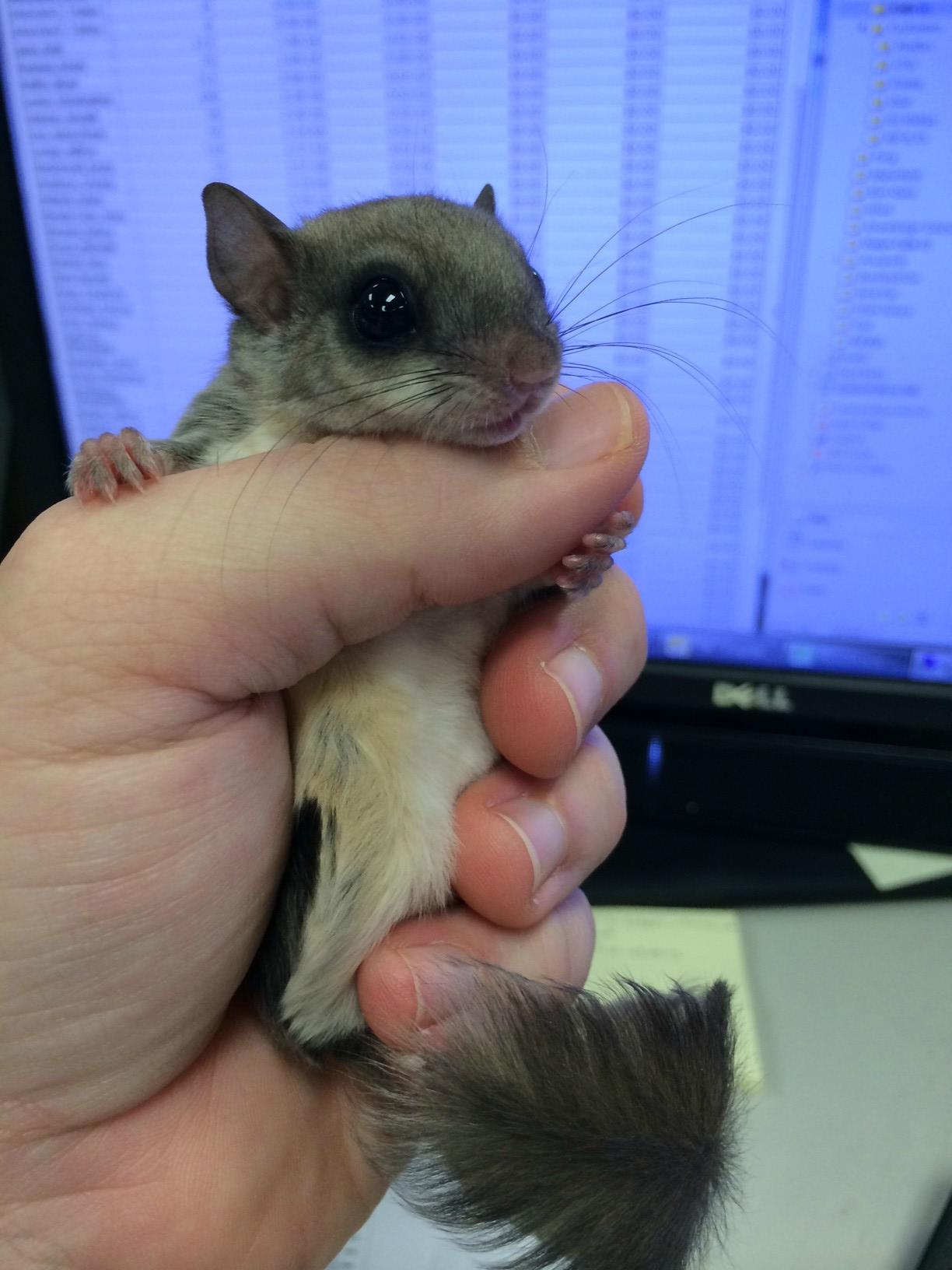 He Found a southern flying squirrel Lying Half Dead and Did the Most amazing thing