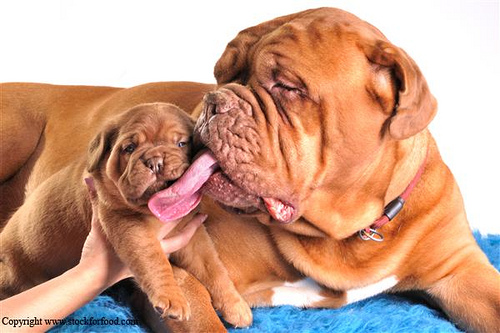 10 Photos of Dogs Giving Slurpiest Kisses