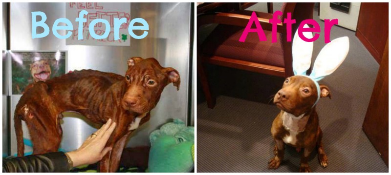 Before/After Rescued Dogs