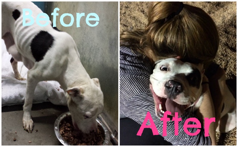 Before/After Rescued Dogs