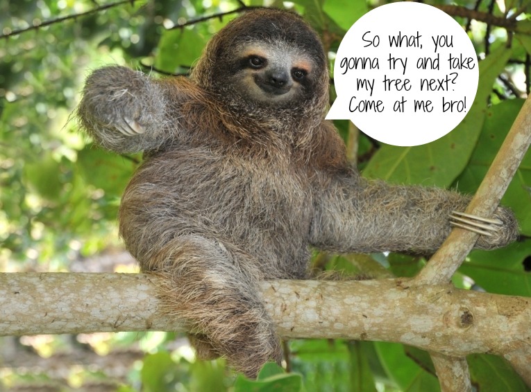 The Sloth's Have Spoken! Here's What They Have to Say About Habitat Destruction