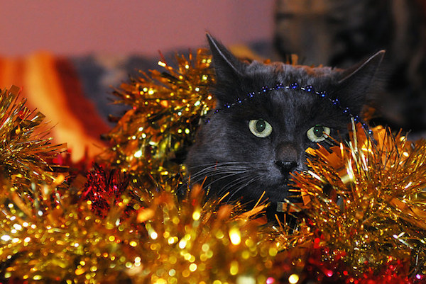 8 Times Cats Were More Excited About Christmas Trees Than You