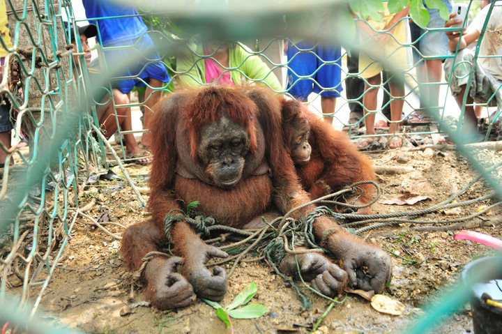 Peni the Orphaned Orangutan