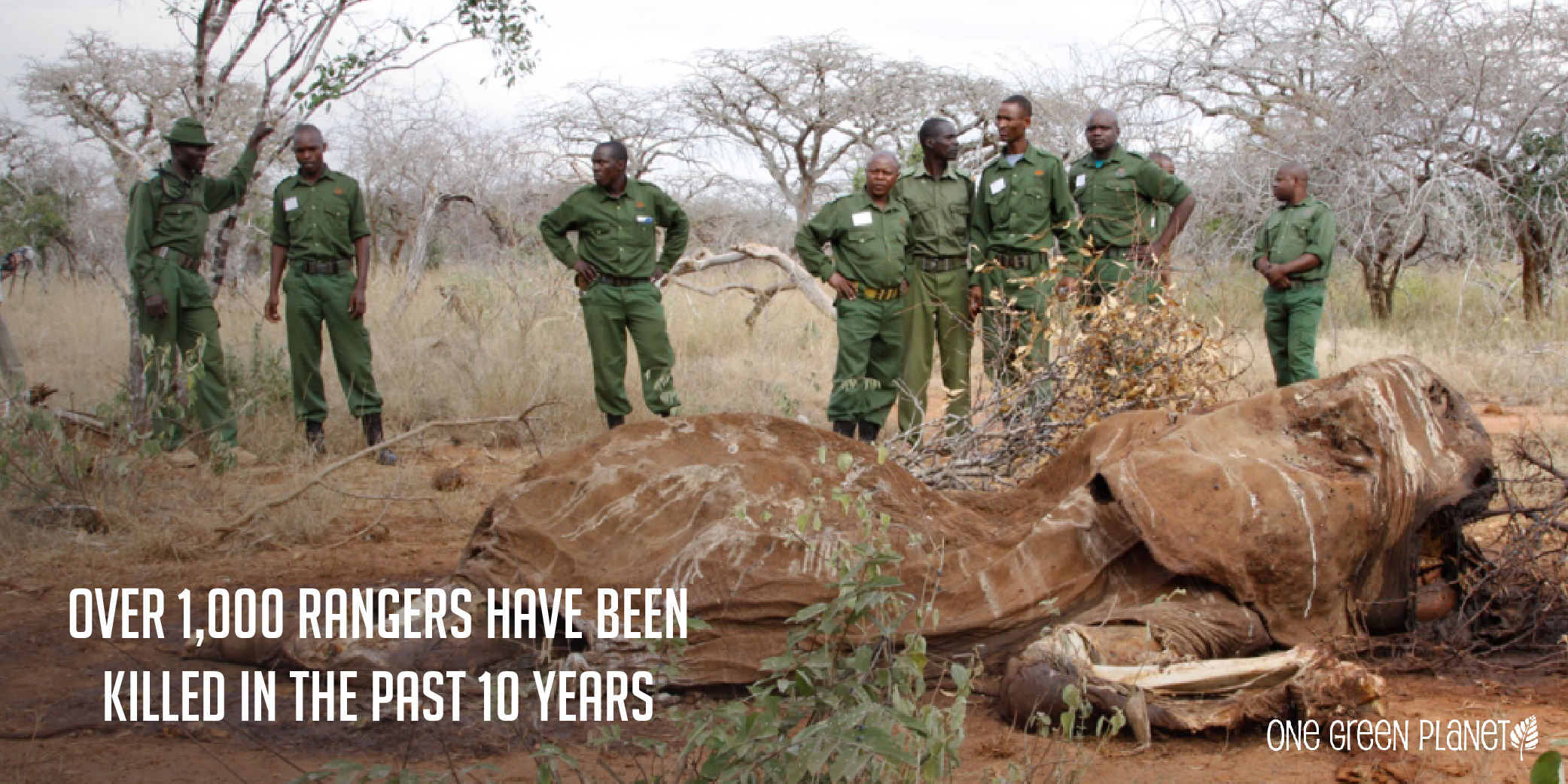 10 Shocking Facts About How the Illegal Wildlife Trade Drives Species Extinction