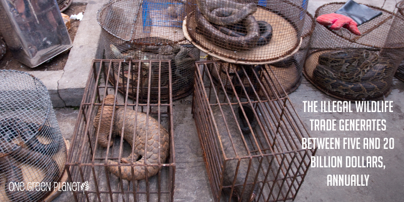 10 Shocking Facts About How the Illegal Wildlife Trade Drives Species Extinction