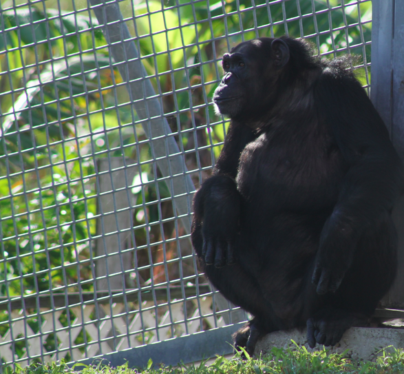 After 18 Years in a Roadside Zoo, Terry the Chimp Learns What it Means to be Free!