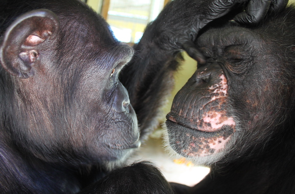 After 18 Years in a Roadside Zoo, Terry the Chimp Learns What it Means to be Free!