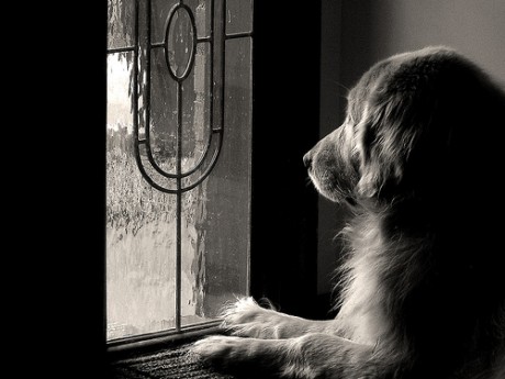 dog-waiting