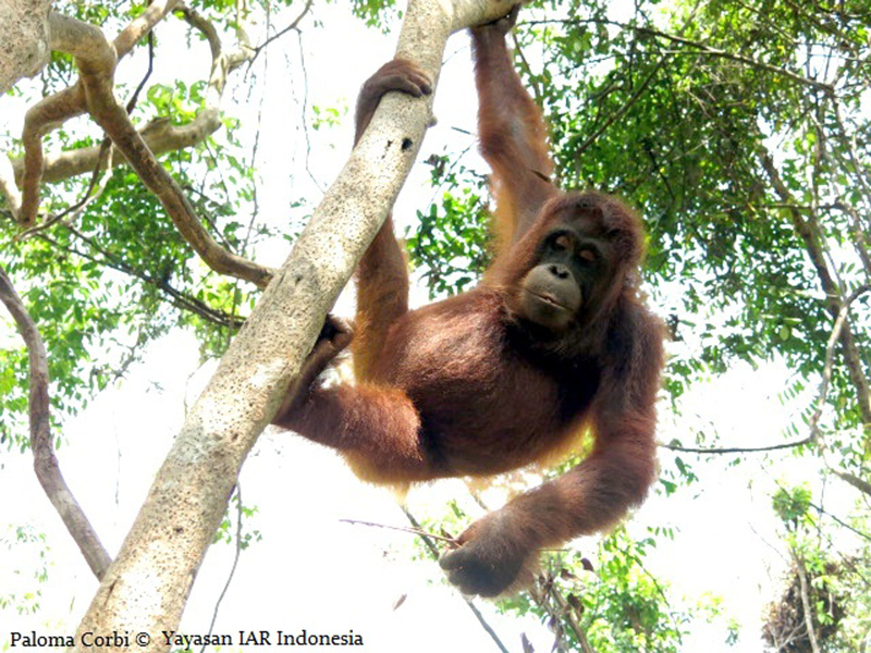Peni the Orphaned Orangutan