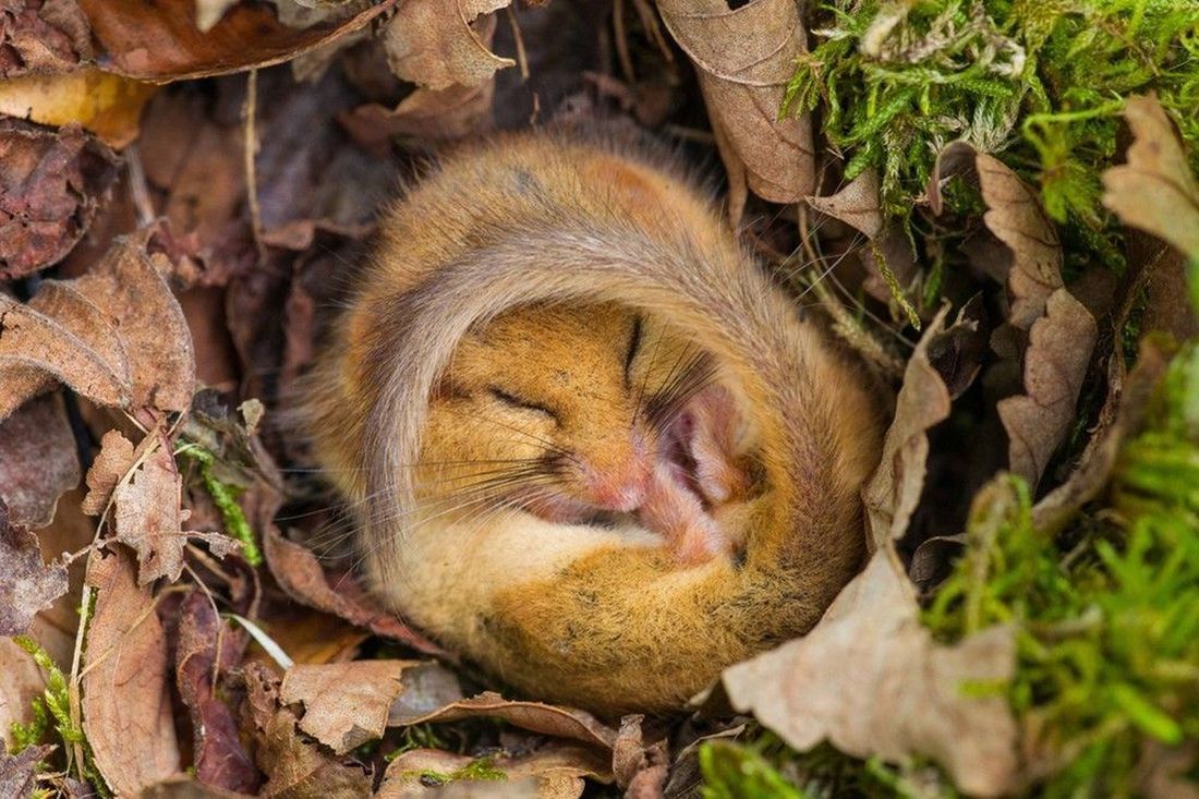 Having Trouble Sleeping? Look To These Animals For Inspiration.