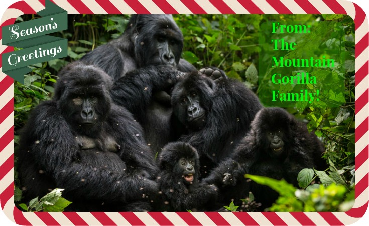 Happy Holidays From These Animal Families!