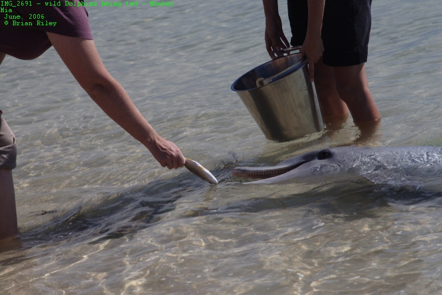 Wild Dolphin Feeding: Australia's Industry Exposed
