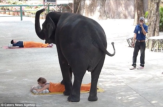 Would You Get a Massage From an Elephant? The Surprising Reason It Might Not be a Great Idea