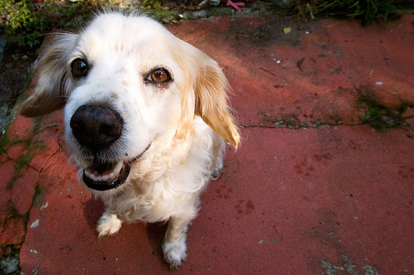 Why You Should Consider Adopting a Senior Dog