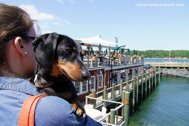 10 Awesome Dog-Friendly U.S. Cities to Visit in 2015