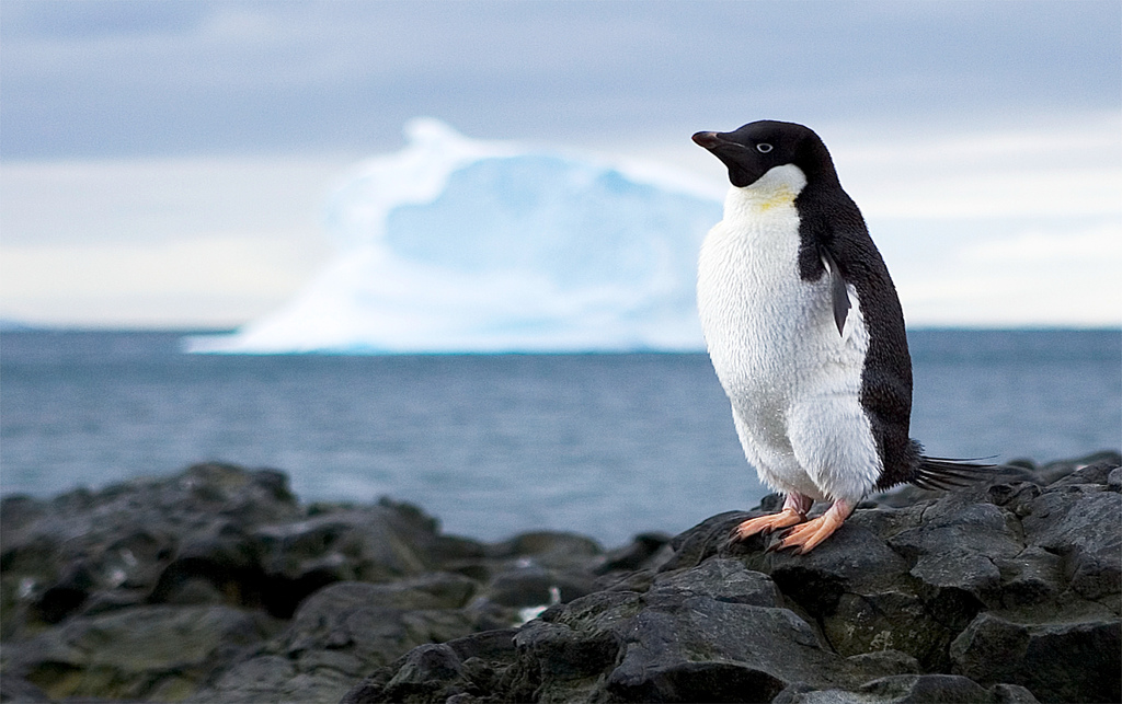 Antarctica Desperately Needs Protection, But is Tourism Really the Best Way to Stir Up Interest?