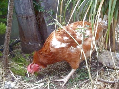 Hens Who Escaped Battery Cages