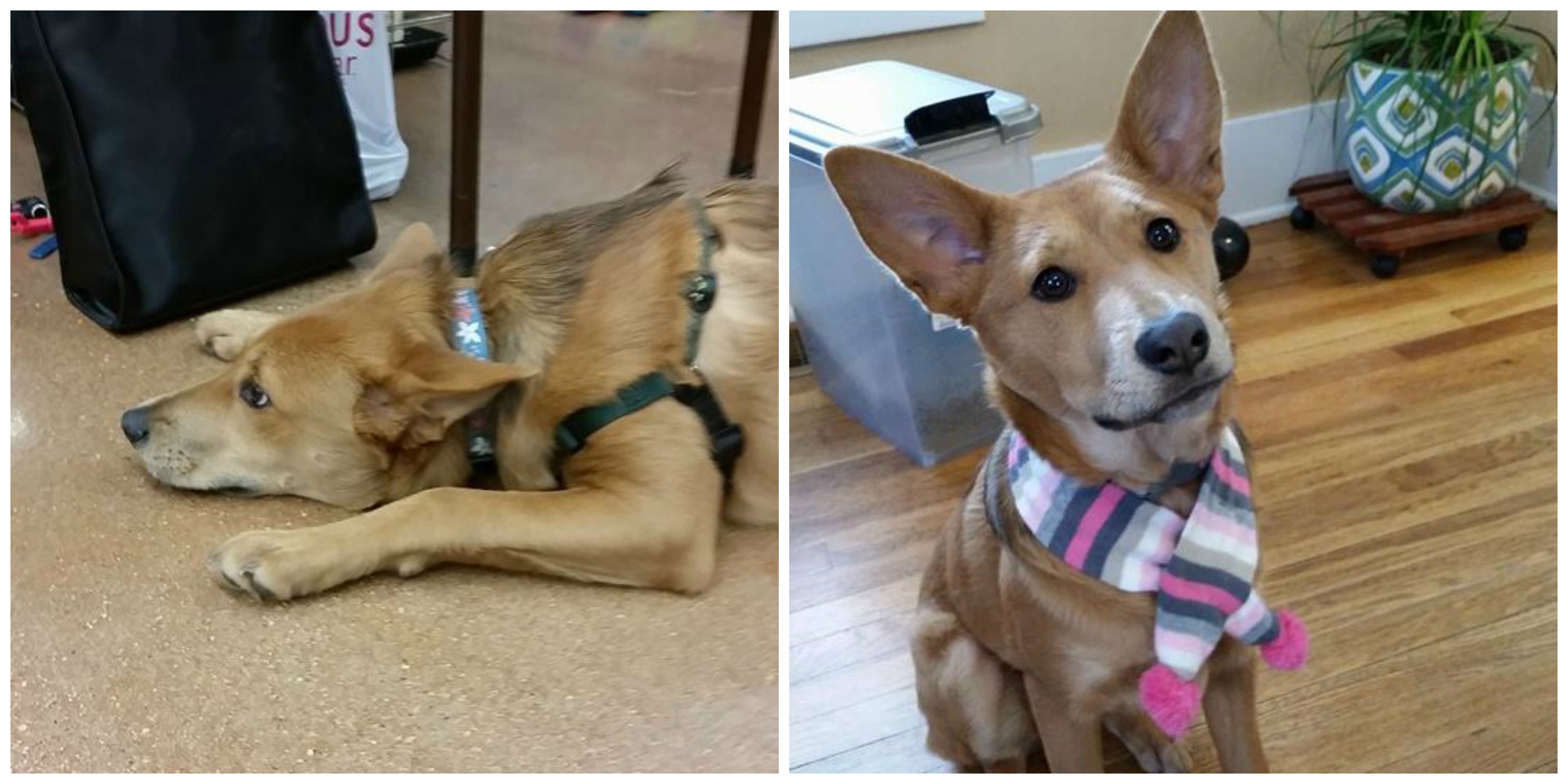 These Heartwarming Before and After Pictures of Adopted Rescue Animals Will Make Your Day