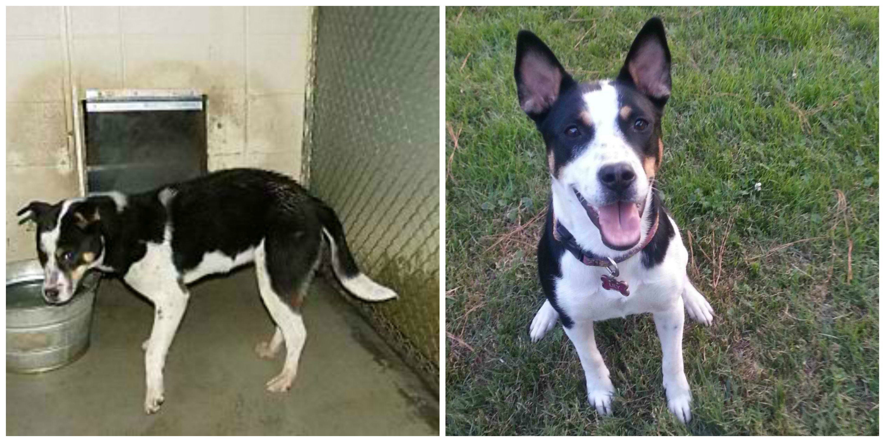 These Heartwarming Before and After Pictures of Adopted Rescue Animals Will Make Your Day