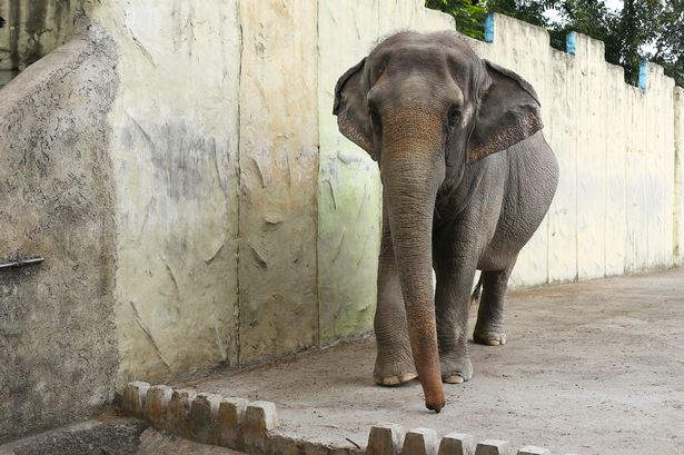 Time is Running out for Mali, the Elephant! 