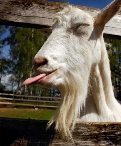 Goat Consumption on The Rise in The United States. We Wish We Were Kid-ding. 