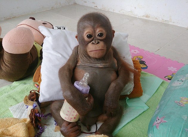 Baby Orangutan Who Spent 10 Months Living in a Chicken Cage Finally Receives Love and Proper Care (VIDEO)