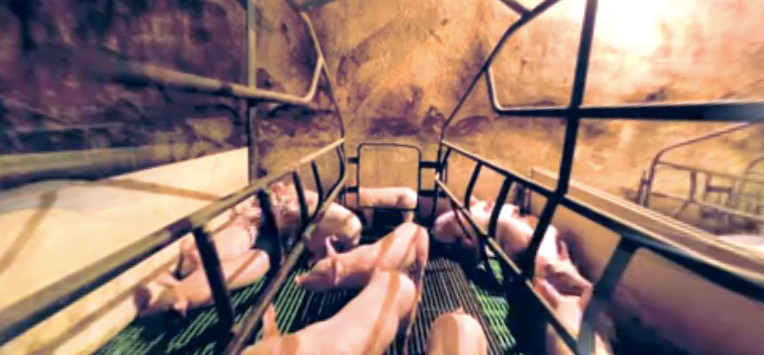 These 360 Degree Cameras Show You What Life is Like for Animals in Factory Farms