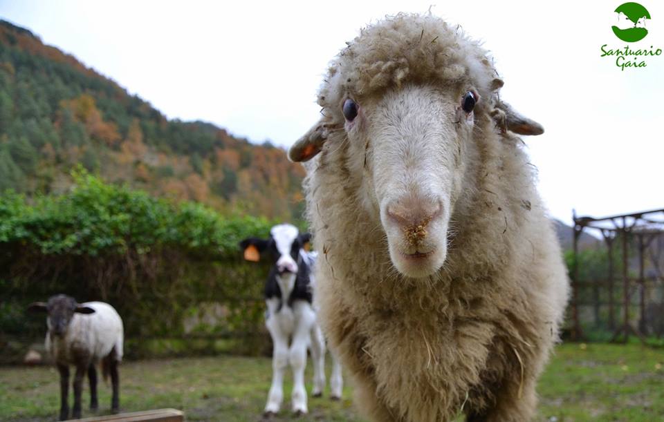 Gaia Farm Animal Sanctuary Needs Your Help to Rescue Farm Animals in Need