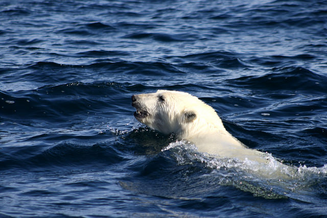 How Saving Our Rainforests Could Determine the Fate of the Polar Bear Species