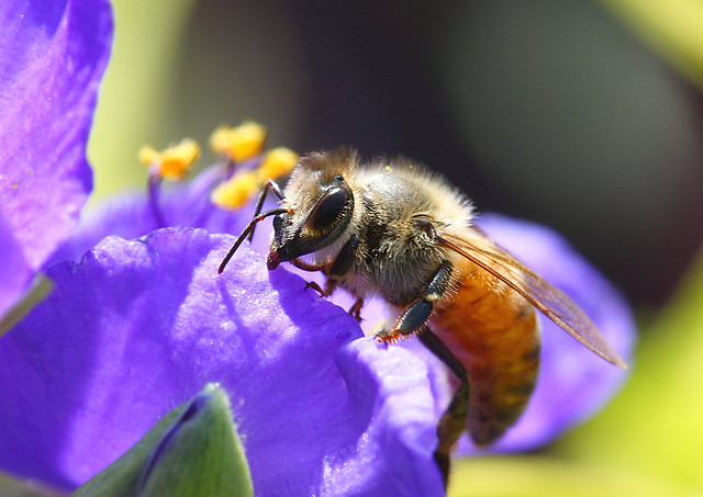 Are Cities the Secret to Saving Bees?
