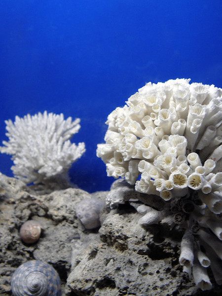 Can Coral Reefs Make a Comeback?...Only With Our Help