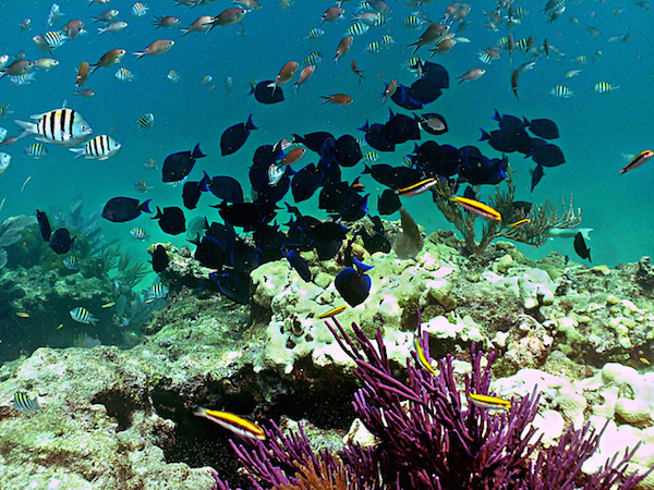 Can Coral Reefs Make a Comeback?...Only With Our Help