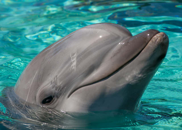 The Paradox of the Dolphin's Smile: How the Captivity Industry Capitalizes on Dolphin's Misery
