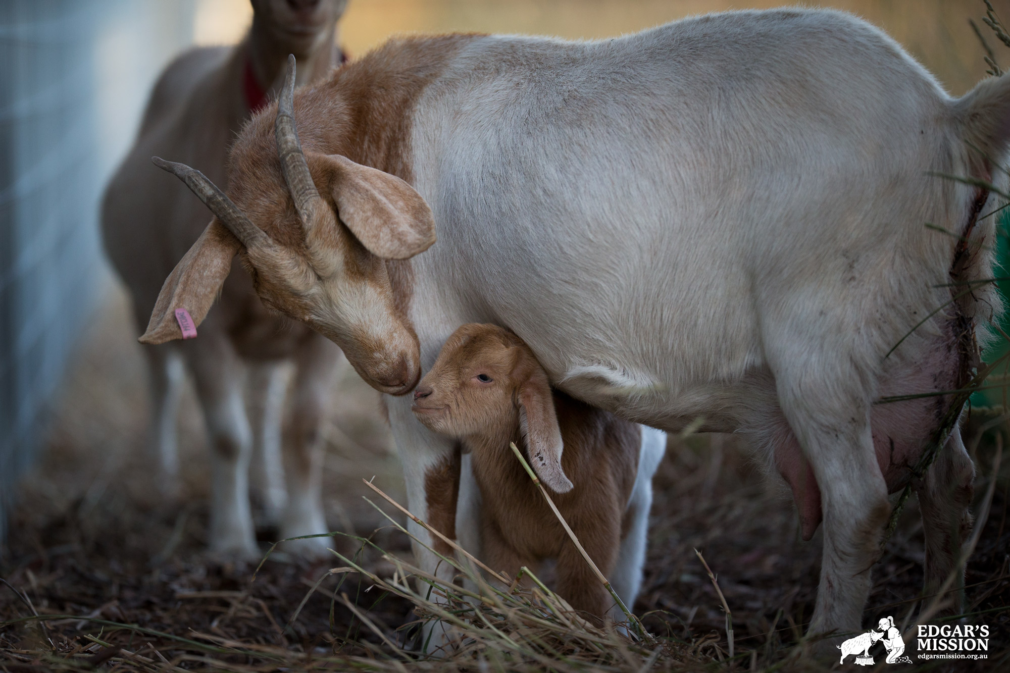 What We Can Learn About Parenting From Farm Animals