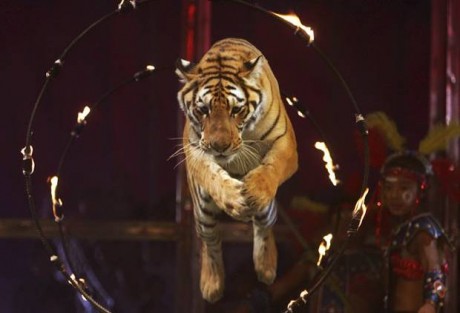 How Life for a circus tiger compare to the wild