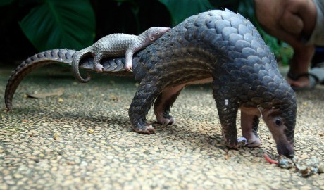 Where Have All the Pangolins Gone