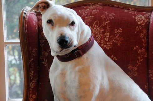 5 Former Fighting Dogs Who Are Now Living Happily in a Forever Home