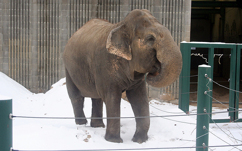 Show Your Love For Lucy, the Loneliest Elephant in Edmonton