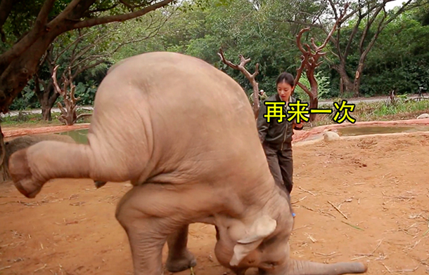 Are China’s Zoos Really ‘Acceptable’ Places for Zimbabwe’s Wild Baby Elephants?