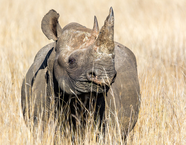 6 Super Creative Anti-Poaching Tactics That Just Might Save The World's Most Endangered Species