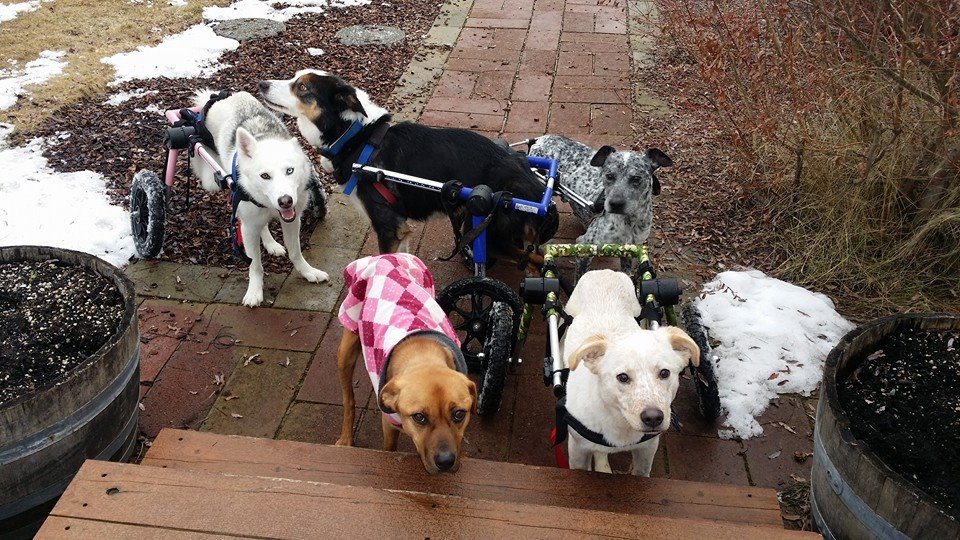 Dogs With Disabilities Get New Lives