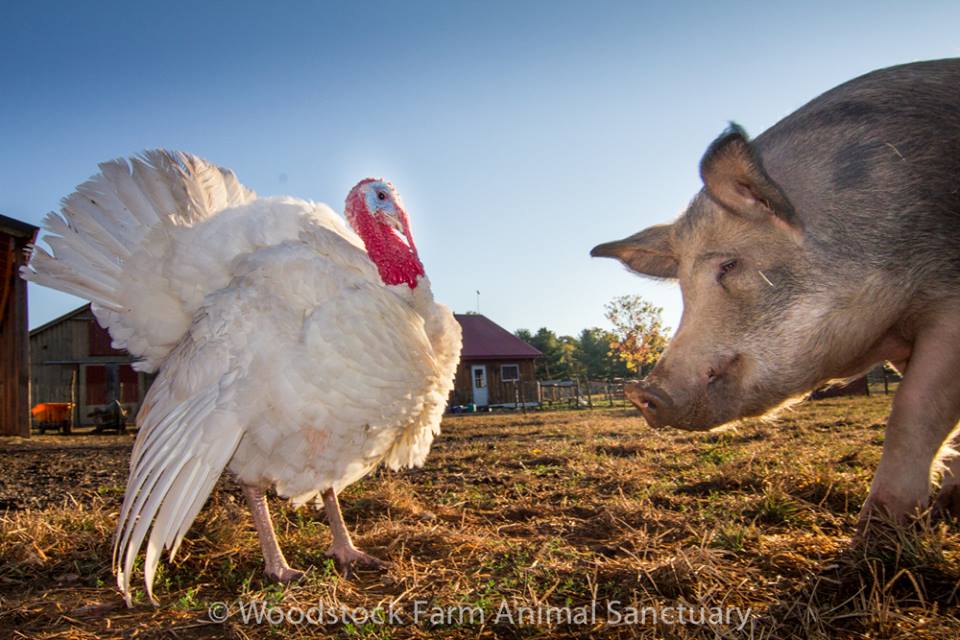 10 Farm Sanctuaries in the U.S. That Are Great For Volunteering