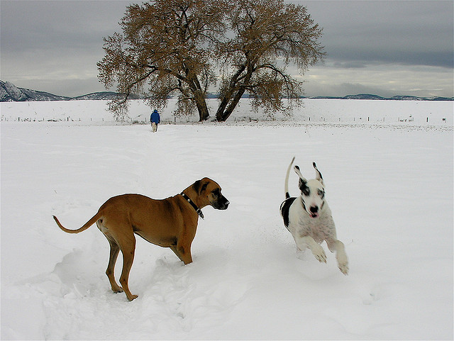 But It's 8 Degrees! 3 Reasons You Should Take Your Dog Out Anyway