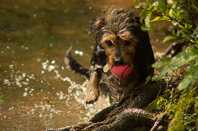11 Easy Ways to Get Active with Your Dog