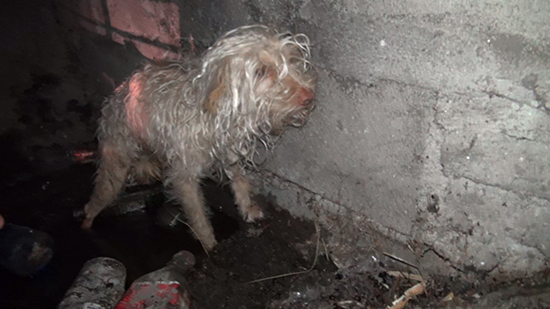 This Scared, Homeless Dog Rescued From a Sewer Tunnel Has Made an Amazing Recovery (VIDEO)