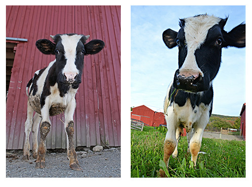 These 5 Stories of Cows Who Survived the Dairy Industry are Sure To Make You Rethink Cheese