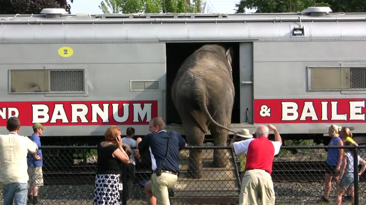 If Ringling Bros. Cares About Animals, Here are 4 Things They Should Do Next