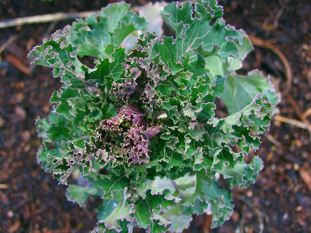 small kale