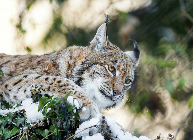 California's Bobcats Are Being Killed to Fuel the International Fur Trade. Here's What You Can Do